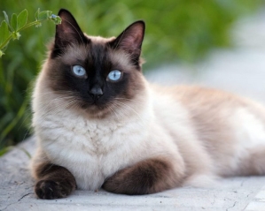 Сіамські коти характер, догляд, ціни, фото кішки та кота на Kotomaniya